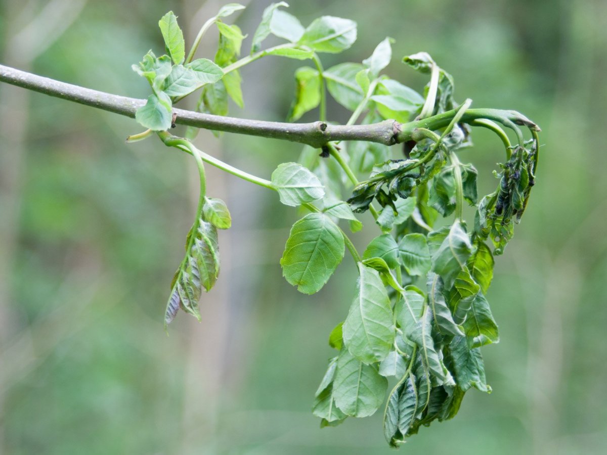 Ash Dieback in&nbsp;Cornwall