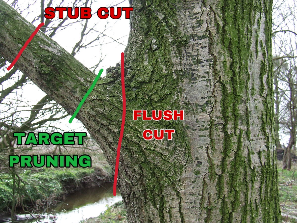 Pruning Trees – Best&nbsp;Practice